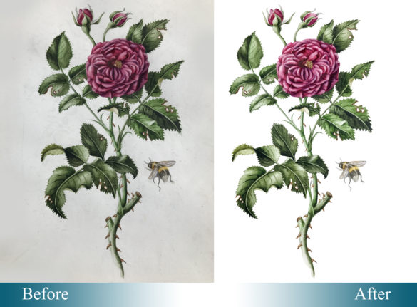 clipping path service provider